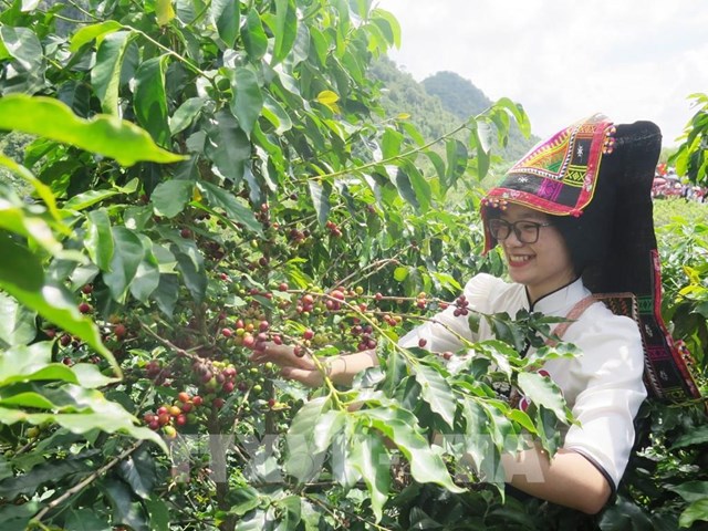 Nắm bắt lợi thế, cà phê Việt chinh phục kỷ lục mới