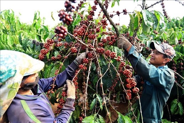Đắk Lắk ghi nhận sản lượng cà phê xuất khẩu cao nhất từ trước đến nay