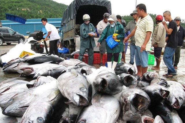 Xuất khẩu cá ngừ 'đuối sức' vào cuối năm 2022