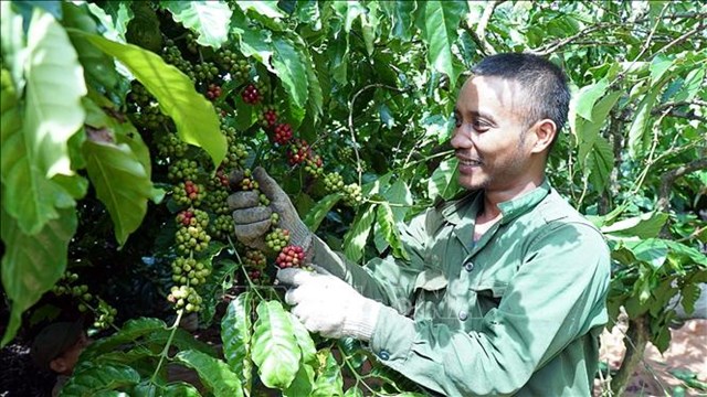 Nâng tầm giá trị cà phê Việt - Bài 1: Vẫn ở phân khúc thấp