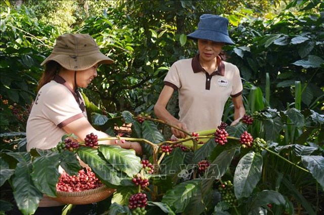Nâng tầm giá trị cà phê Việt - Bài 3: Hình thành chuỗi liên kết bền vững