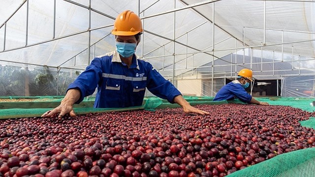 EU thay đổi quy định nhập khẩu, cà phê Việt đối diện thách thức
