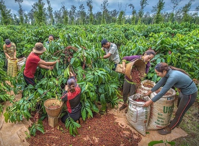 EU cấm nhập cà phê, ca cao trồng tại rừng suy thoái, nông sản Việt ảnh hưởng ra sao?