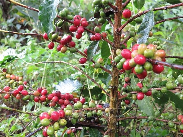 El Nino sẽ "thổi" giá cà phê robusta tại châu Á