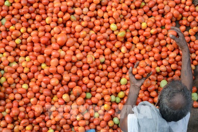 Nông dân trồng cà chua Ấn Độ hưởng lợi nhờ giá tăng vọt