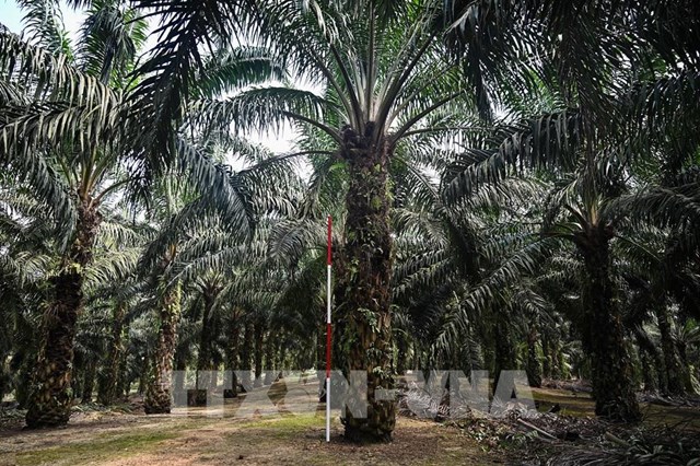 EU điều tra cáo buộc dầu diesel sinh học của Indonesia trốn thuế