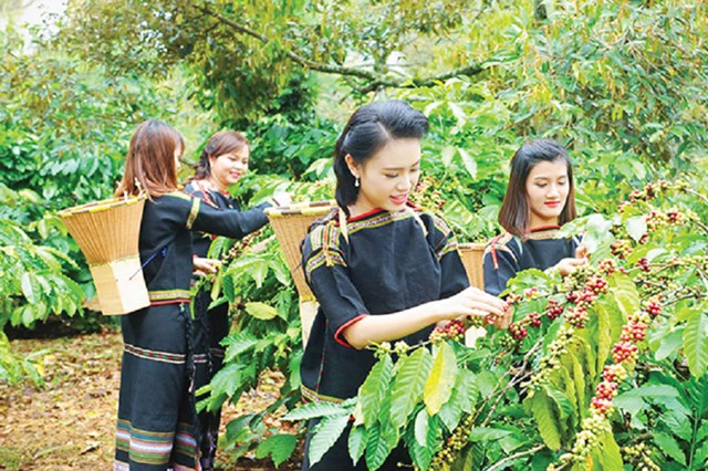Nâng tầm cà phê Việt trên thị trường thế giới