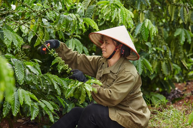 Nestlé đứng Top 1 về phát triển bền vững lĩnh vực sản xuất cà phê