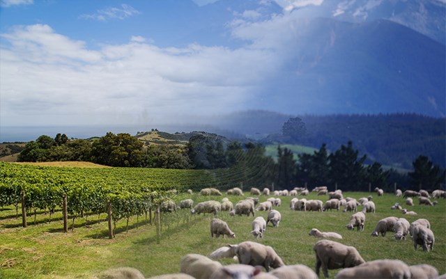 Doanh nghiệp New Zealand tìm kiếm đối tác nhập khẩu và sản xuất da cừu