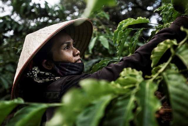 Sự phát triển của cây cà phê Robusta ở Việt Nam