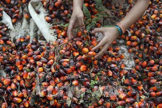 Indonesia tiếp tục ưu tiên cho dầu cọ tại thị trường trong nước