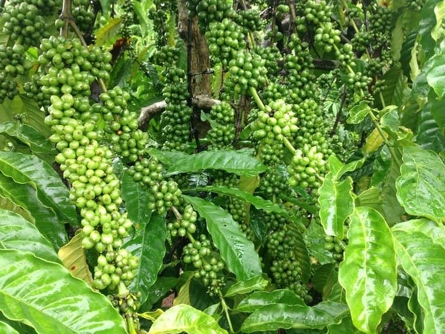 Chăm sóc cây cà phê trong mùa khô ở Tây Nguyên
