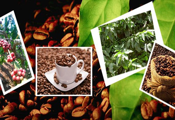 Công ty Senegal cần nhập khẩu chè, cà phê