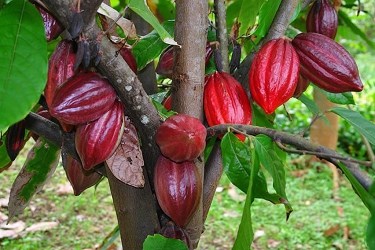 Hơn 172 triệu đồng mới mua được 1 tấn cacao