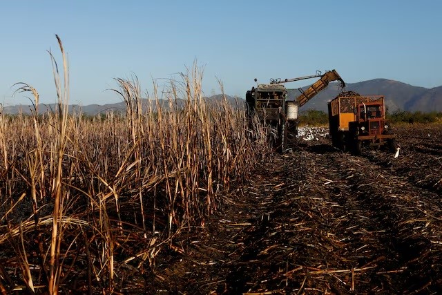 Cuba có khả năng phải nhập khẩu đường do sản lượng thấp trong vụ thu hoạch vừa qua