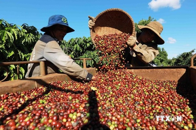 Nông sản Việt sắp lên sàn thương mại điện tử Trung Quốc