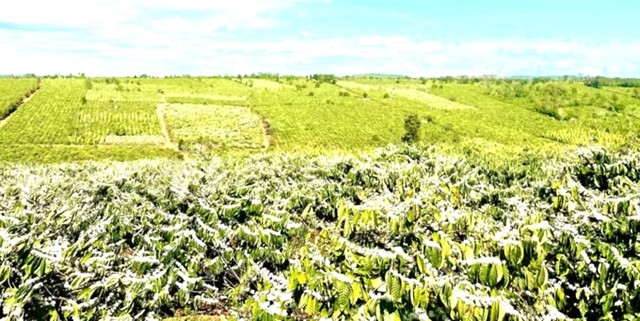 Giá cao, xuất khẩu tăng và bài toán dài hơi cho ngành hàng cà phê