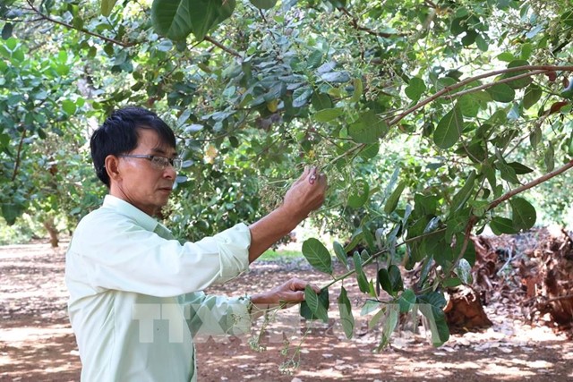 Giá điều tăng nhưng năng suất giảm