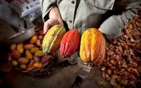 Đại sứ EU mục sở thị nơi trồng cacao ngon nhất thế giới tại Việt Nam