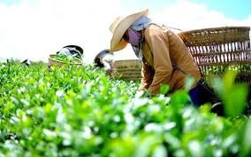 Chè tăng tốc vào thị trường Hoa Kỳ