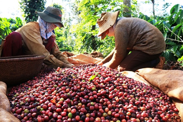Cà phê đột phá, xuất khẩu nông lâm thủy sản 6 tháng tăng 15,5% so cùng kỳ