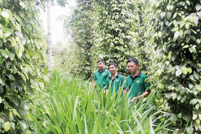 Lâm Đồng và mục tiêu phát triển sản phẩm hồ tiêu toàn cầu