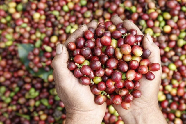 Xuất khẩu nông sản bứt phá: Cà phê vượt cả năm 2024, cao su tăng giá kỷ lục