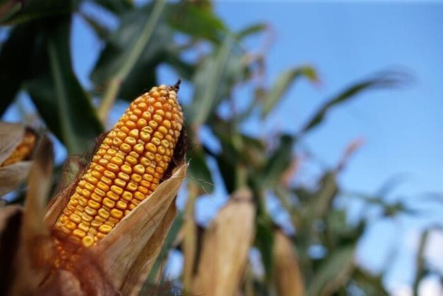 Nông dân trồng ngô ở Mỹ đối mặt nguy cơ 'được mùa mất giá'