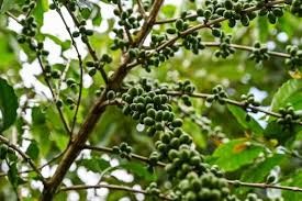 [Bài 1] Biến đổi khí hậu đe dọa ngành cà phê Thái Lan