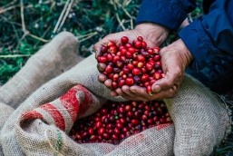 Xuất khẩu cà phê của Brazil sang Mỹ giảm gần 50% trong tháng 8