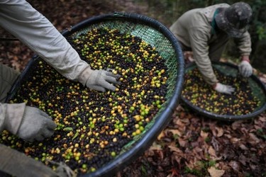 Một loại cà phê của Brazil ít chịu ảnh hưởng bởi thuế quan Mỹ