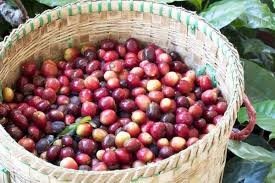 Lợi thế cà phê Việt Nam có thể giảm nếu EU hoãn quy định chống phá rừng?