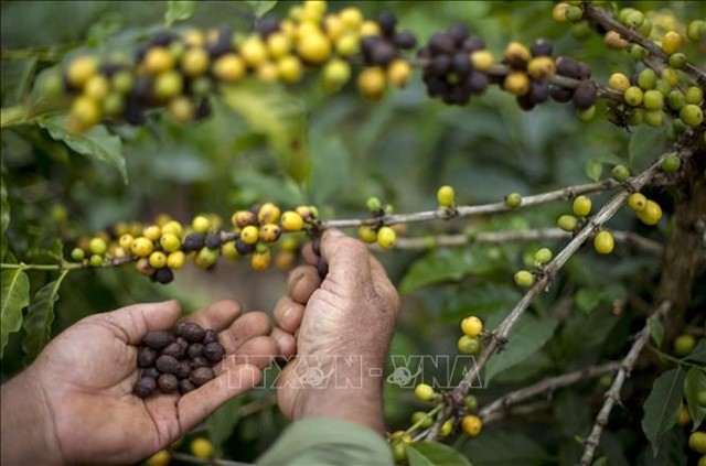 Nhập khẩu cà phê của Hàn Quốc tăng vọt