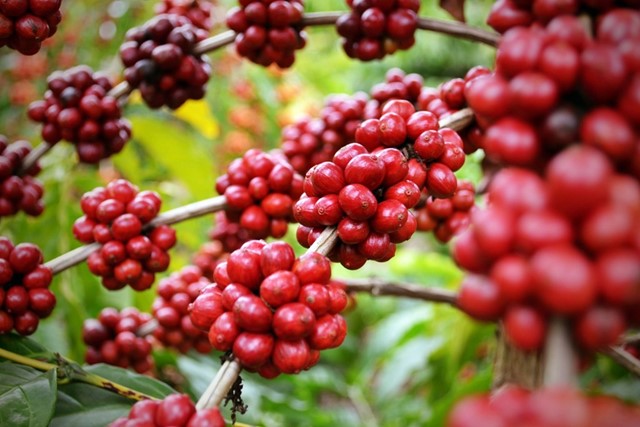 Thuế quan Mỹ tác động mạnh đến xuất khẩu cà phê của Brazil