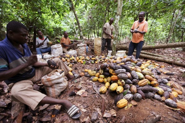 Giá cacao thế giới giảm chóng mặt