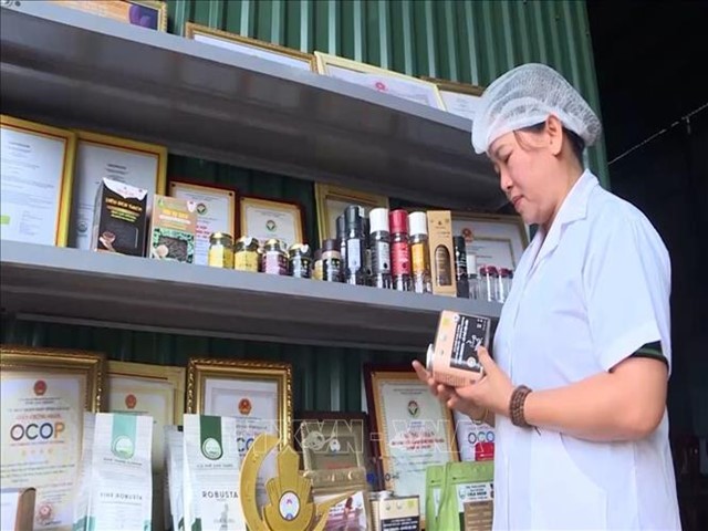 Giống hồ tiêu - nút thắt trong chuỗi giá trị tỷ đô