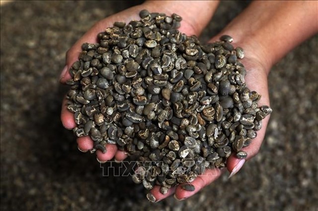 Biến đổi khí hậu làm giá cà phê tại Nga tăng cao