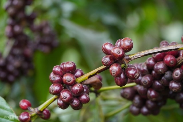 Xuất khẩu nông, lâm, thủy sản vượt 58 tỷ USD