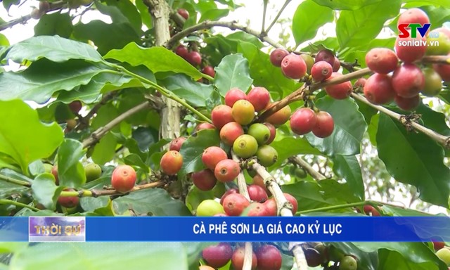 Cà phê Sơn La đạt giá cao kỷ lục