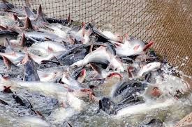 EU thiếu hụt cá thịt trắng: Cơ hội cho cá tra Việt Nam?