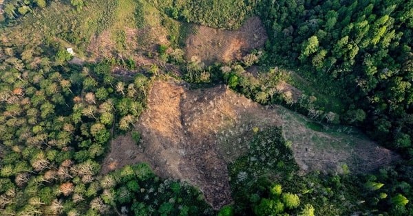 Nghị viện châu Âu ủng hộ hoãn luật chống phá rừng thêm một năm