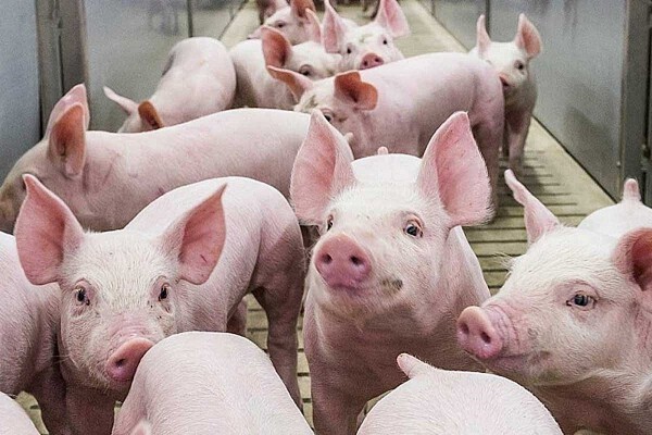 Giá heo hơi có thể tăng lên 70.000 đồng/kg thời điểm gần Tết?