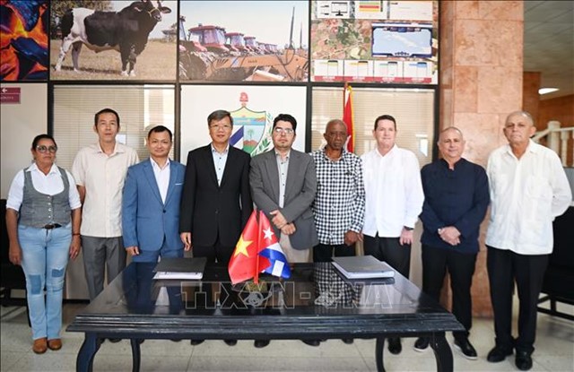 Doanh nghiệp Việt Nam đầu tư trồng điều ở Cuba