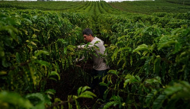 Cà phê robusta trỗi dậy: Một quốc gia BRICS đặt mục tiêu tăng sản lượng gấp 150 lần, Việt Nam đang dẫn đầu thế giới