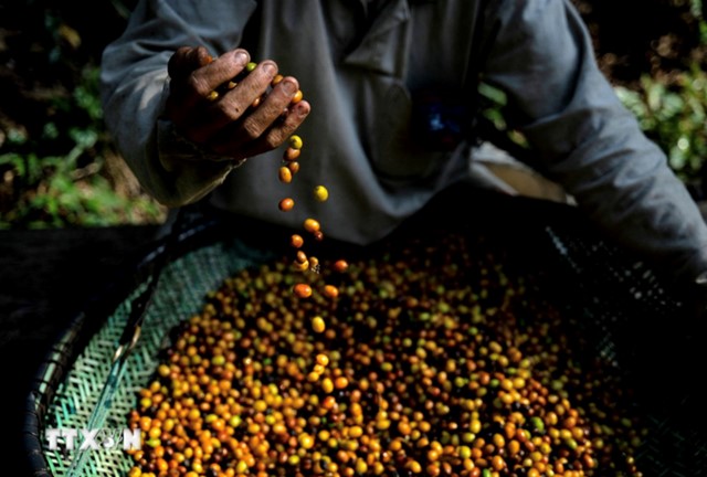 Brazil chuyển hướng sang trồng cà phê Robusta khi khí hậu khắc nghiệt