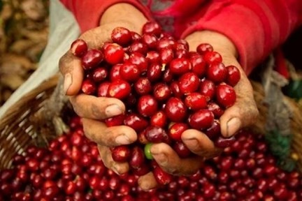ICO: Thương mại cà phê toàn cầu khởi sắc, dòng chảy đang được định hình lại