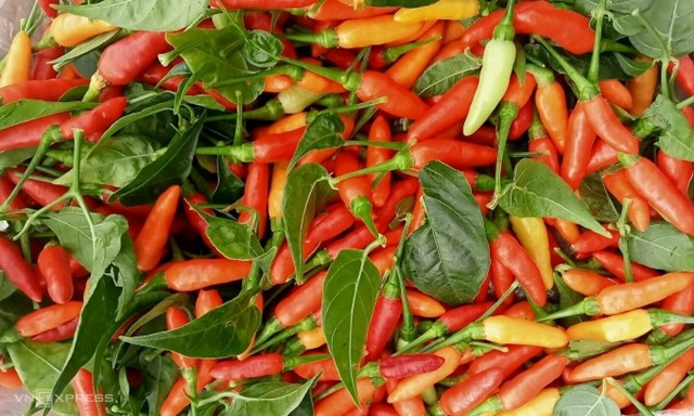 Giá ớt đắt ngang thịt bò