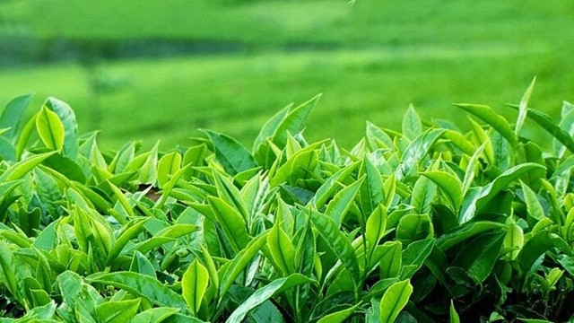 Bộ Công Thương quyết liệt hỗ trợ tháo gỡ gần 500 container chè Việt Nam bị ách tắc tại cảng Karachi (Pakistan)