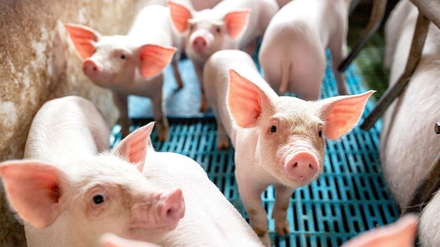 Giá heo hơi hôm nay 8/1: Đà tăng lan rộng xuống thị trường phía Nam