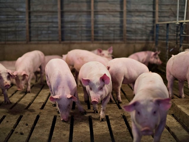 Giá heo hơi ngày 9/1: Đồng loạt tăng mạnh, miền Bắc xác lập đỉnh mới 71.000 đồng/kg